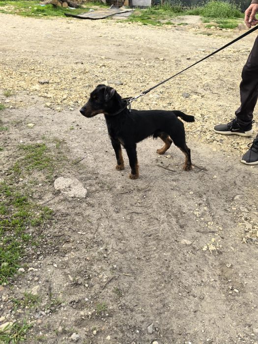 Мъжки Яктериер с  рудословие