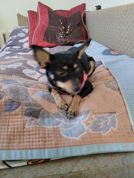 Собака, русский  терьер