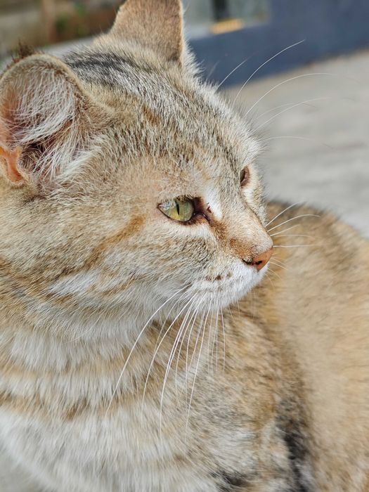 Отдам кошку и 3 котят в добрые руки