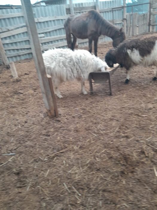 Қошқар мен сек сатылады