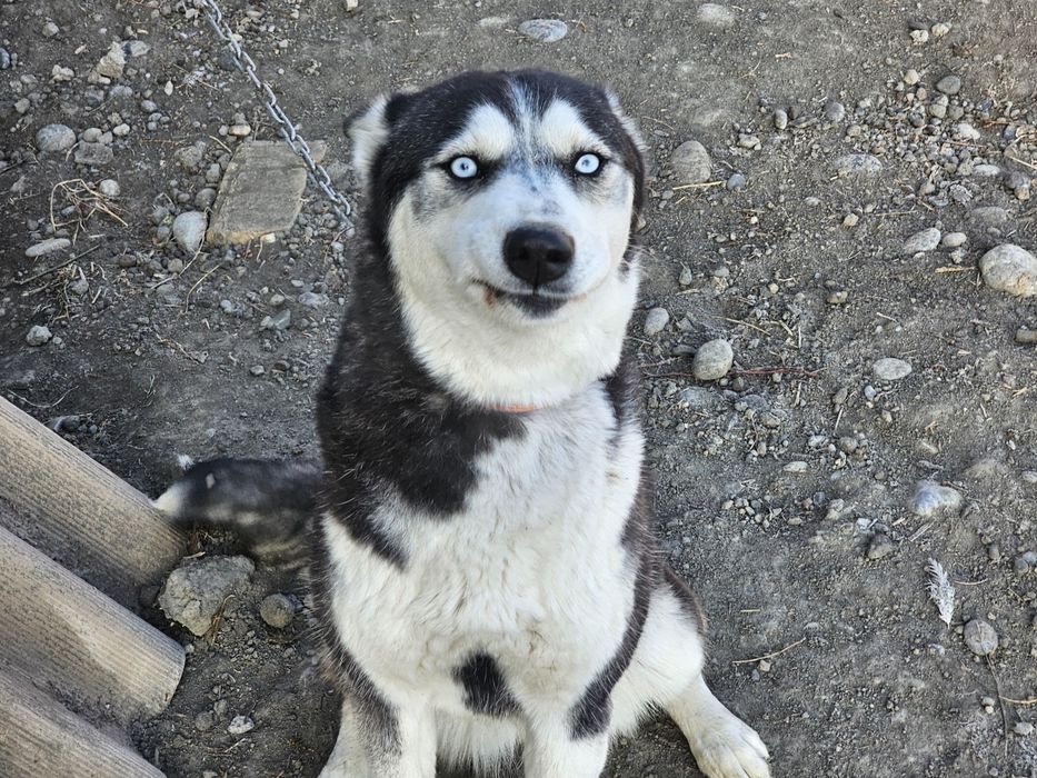 Сибирский хаски,7 месяцев,Девочка,цена 100$