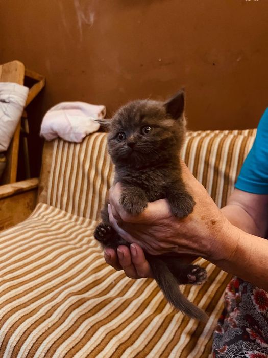 Продаётся котёнок британец девочка