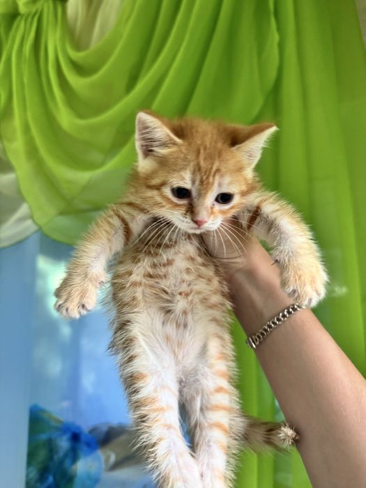 Котята бесплатно