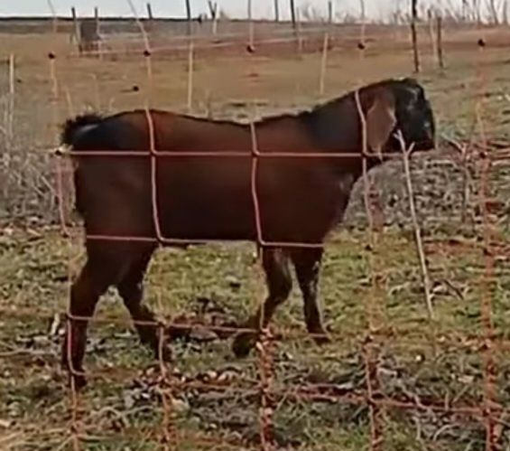 Tap anglonubian mior