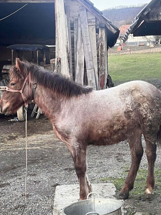 Iapa de vinzare cu minza de 7 luni linga ea