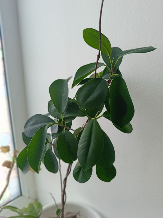 Продам комнатные растения по 8000