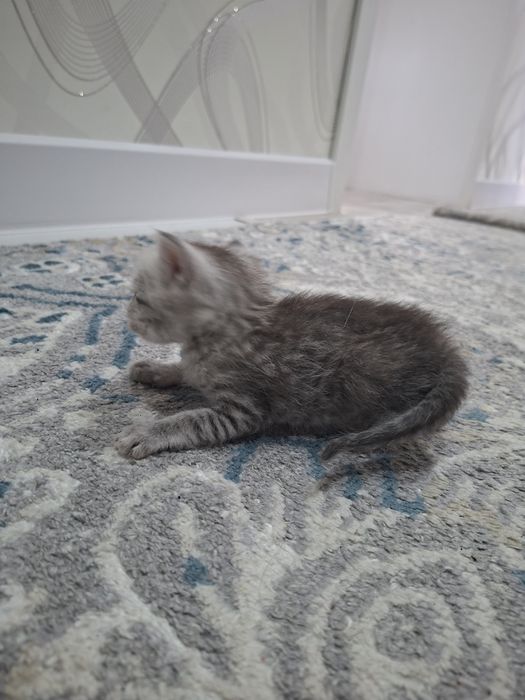 Продам британских котят