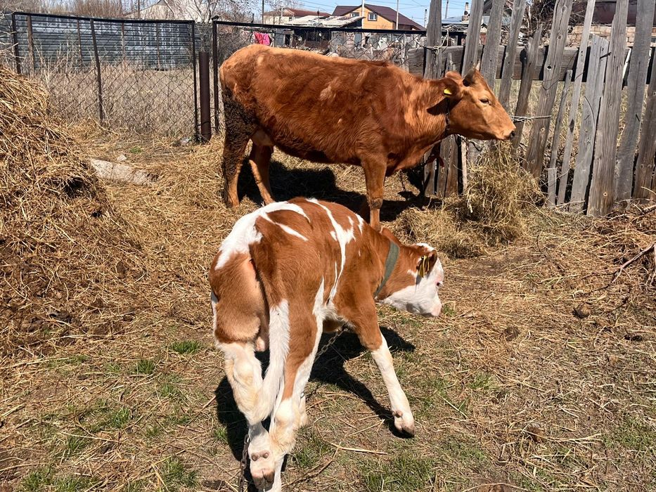 Продам коров с телятами