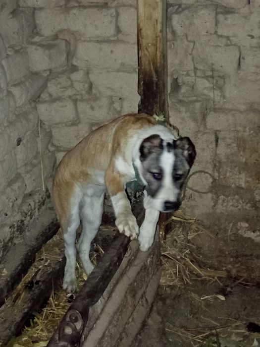 Zoti Alabay 4 oylik soğlom vaksina qlingan