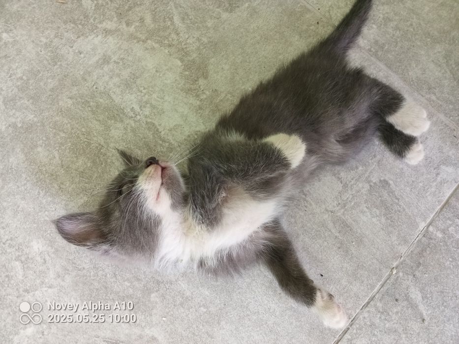 Tom mushugimz sotiladi