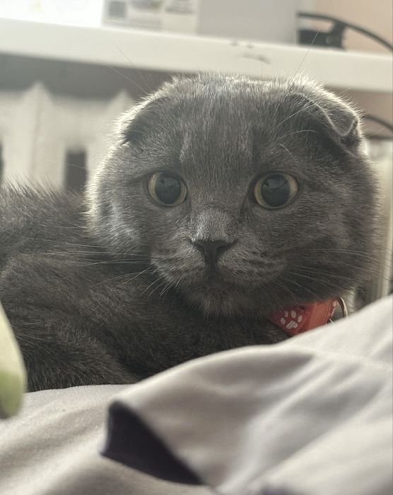 Шотландский вислоухий