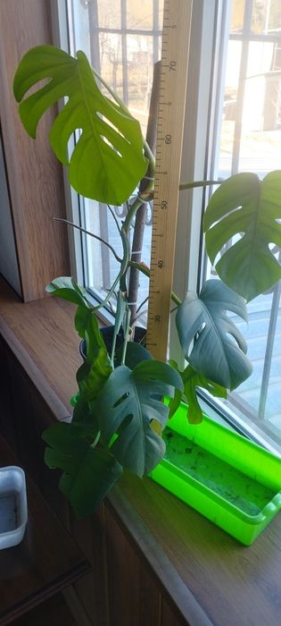 Монстера зелёная.