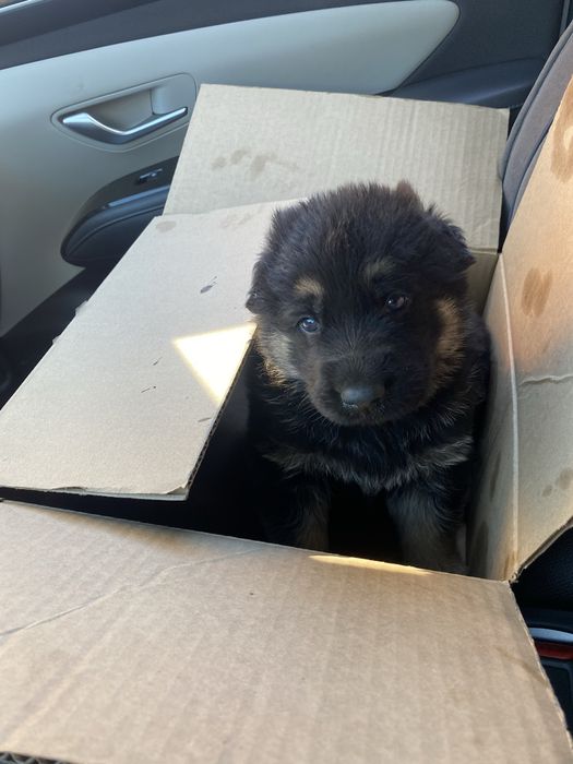 Восточно Европейская Овчарка