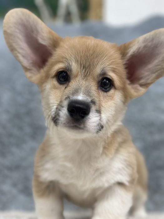 Супер малыши вельш корги