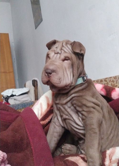 Продам щенка девочку шарпей