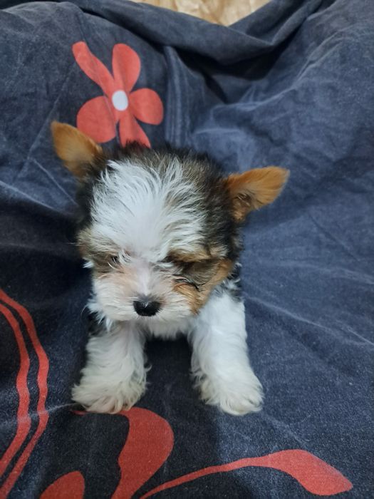 Продам шикарных щенков бивера