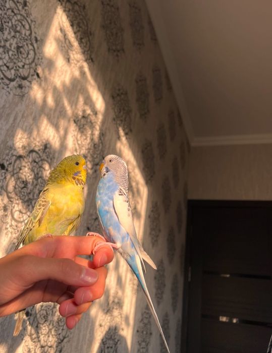 Valnistiy ko’k-oq rangli va Sariq Andurka ruchnoy polruchnoy qushlar