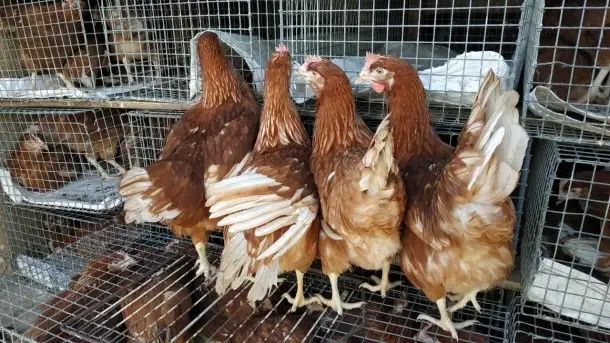 Куры красные Ломан браун