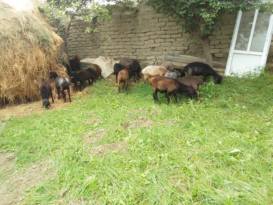 Qo'ylar sotiladi