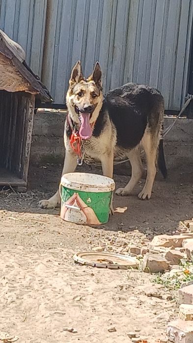 осы екі овчарка ның күшік тері бар