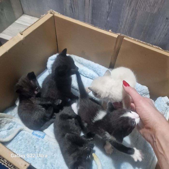 Отдадим котенка бесплатно