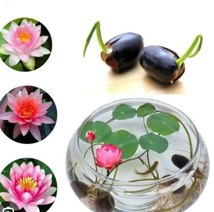 Семена лотоса, нилуфар гул