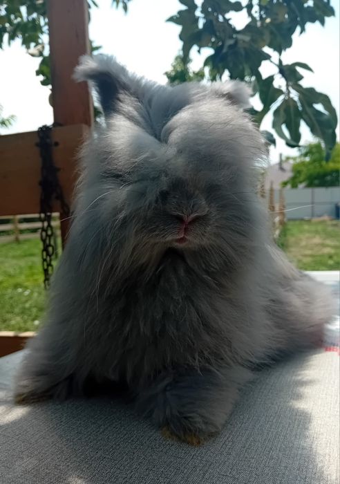 Iepurasi Angora Englezeasca