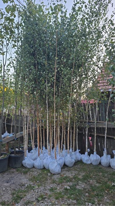 Vand mesteacan coaja alba calitate extra diferite dimensiuni