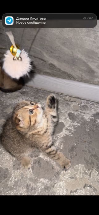 Скотиш фолд табби шиншилла мальчик 2 месяца