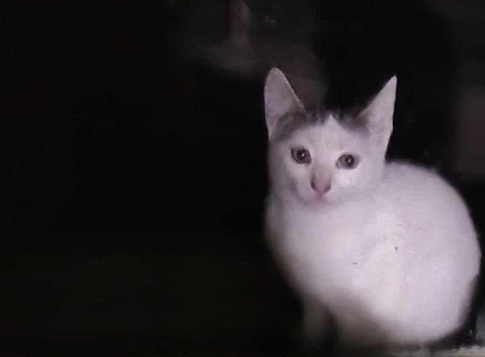 Търси дом котенце мъжко 1 месец, град Варна