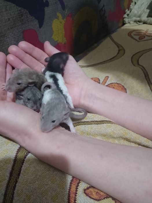 Продам ручных крысят