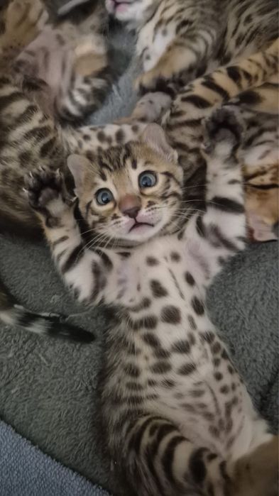 Бенгальские котята