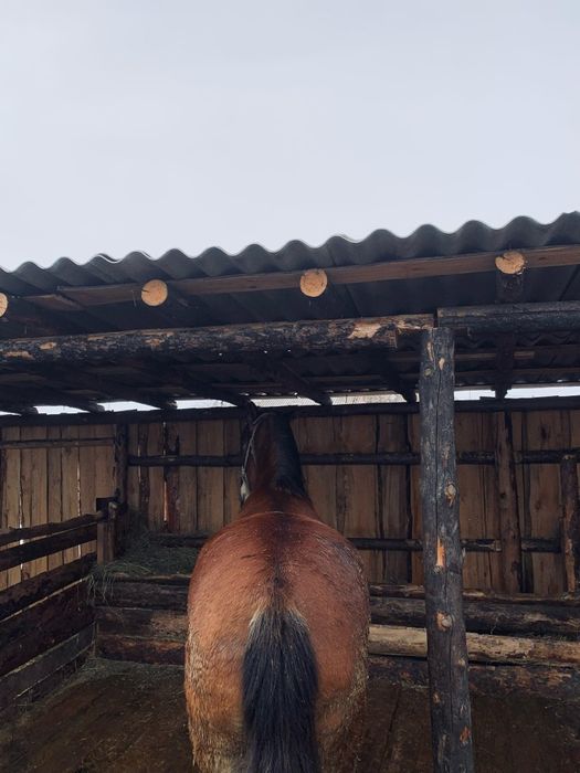 Продам кабылу 6 лет