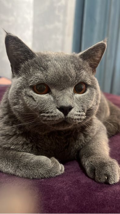 Британский кошки