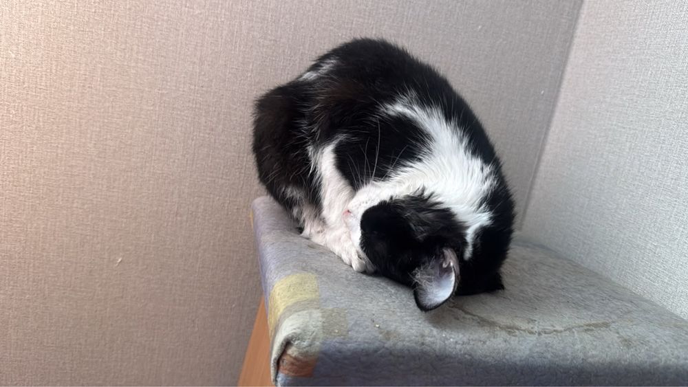 Срочно отдам котика