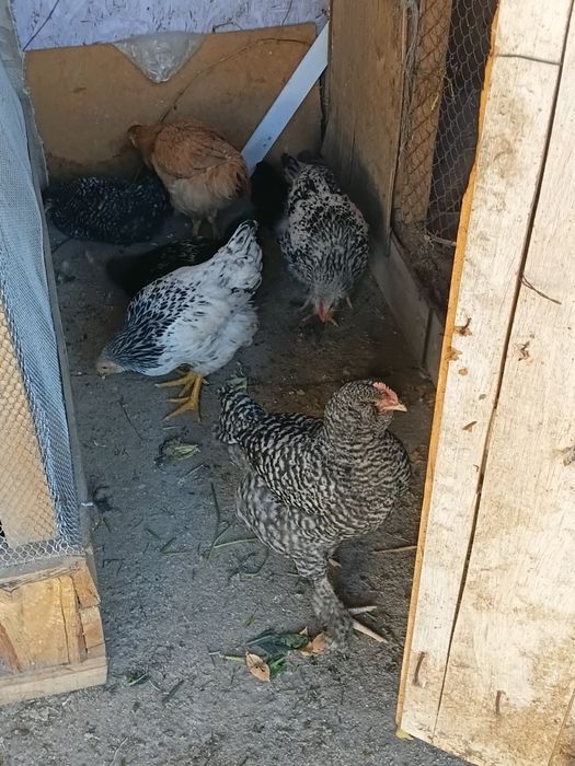 Продам Куры и петухи