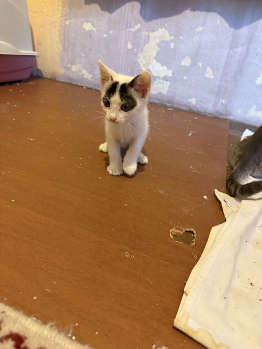 Подарявам малки котета