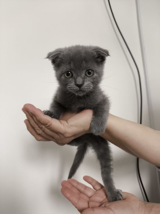 Веслоухий котёнок.