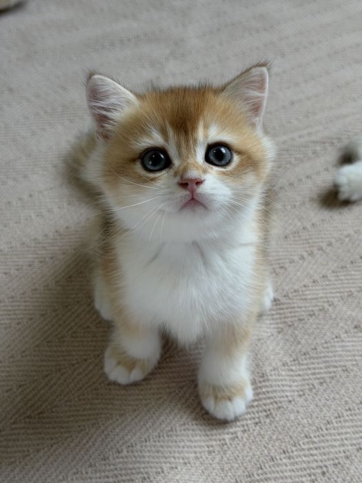British Shorthair Golden Shaded ny12