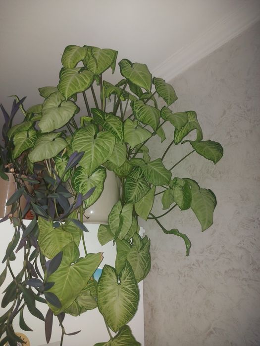 Комнатный цветы  сингониумы