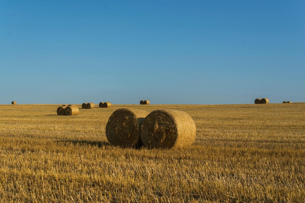 Продам сено в рулонах