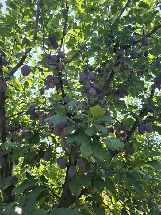 Prune de vanzare