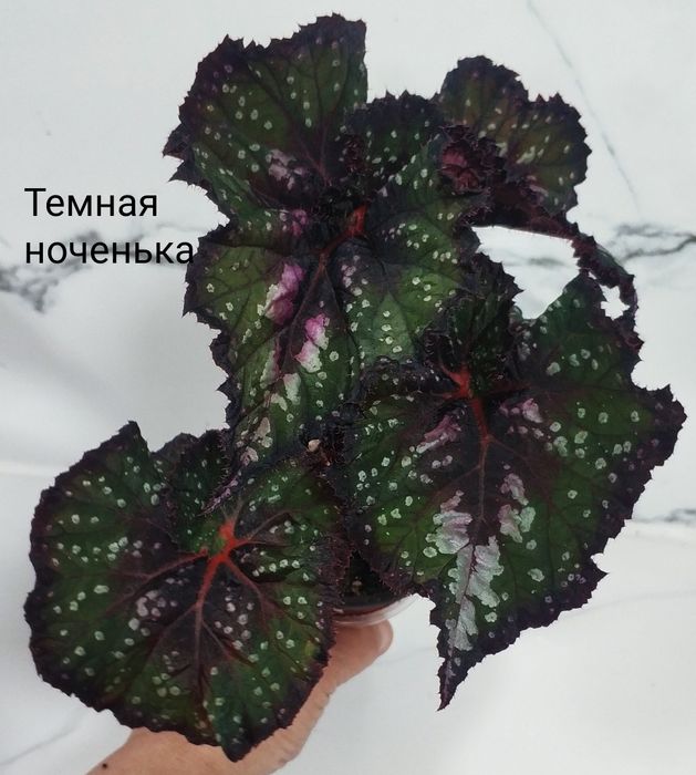 Молоденькие сортовые бегонии.