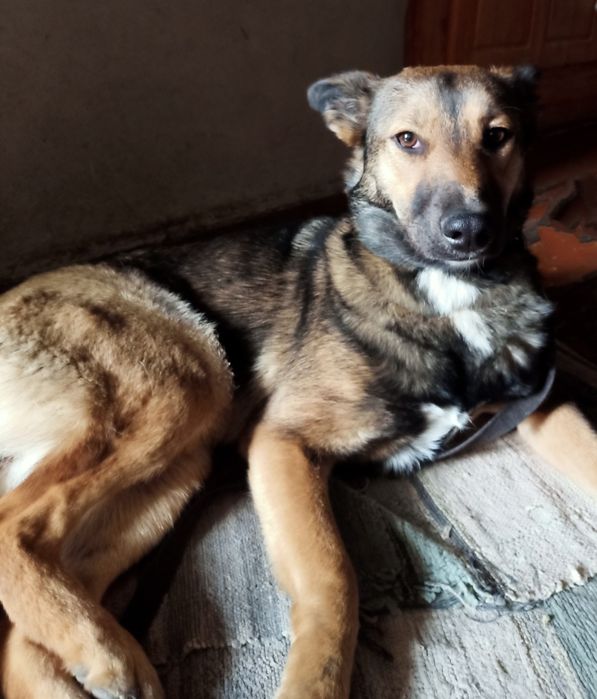 Собаке нужен дом