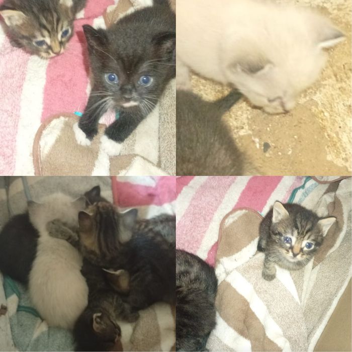 Котята белые,рыже белые 2 ой месяц