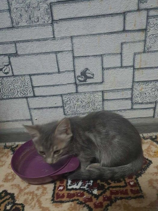 Котята 3 месяца в добрые руки