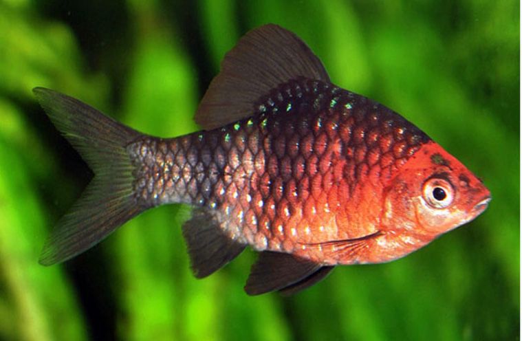 Аквариуные рыбки, оборудование оптом и в розницу