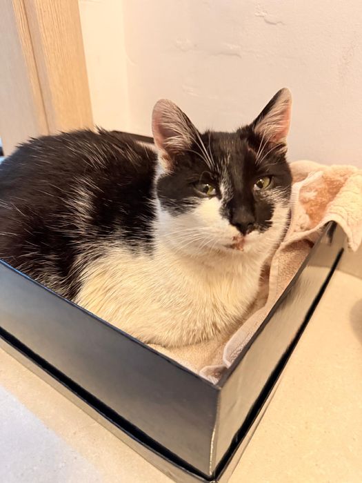 Donez pisica mascul 7-8 luni Bucuresti, Ilfov sau Constanta