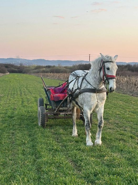 Vând iapă bună - 3000 euro