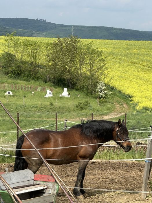 Vând iapă cu ham și căruță